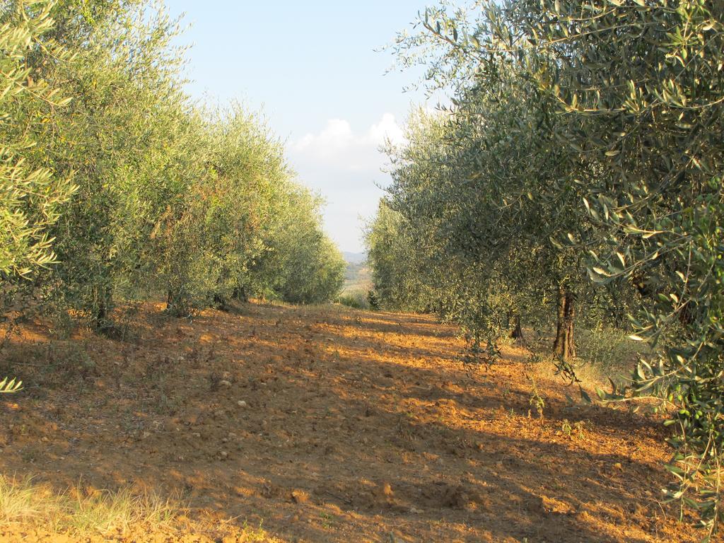 Agriturismo Colombaiolo Пиенца Экстерьер фото